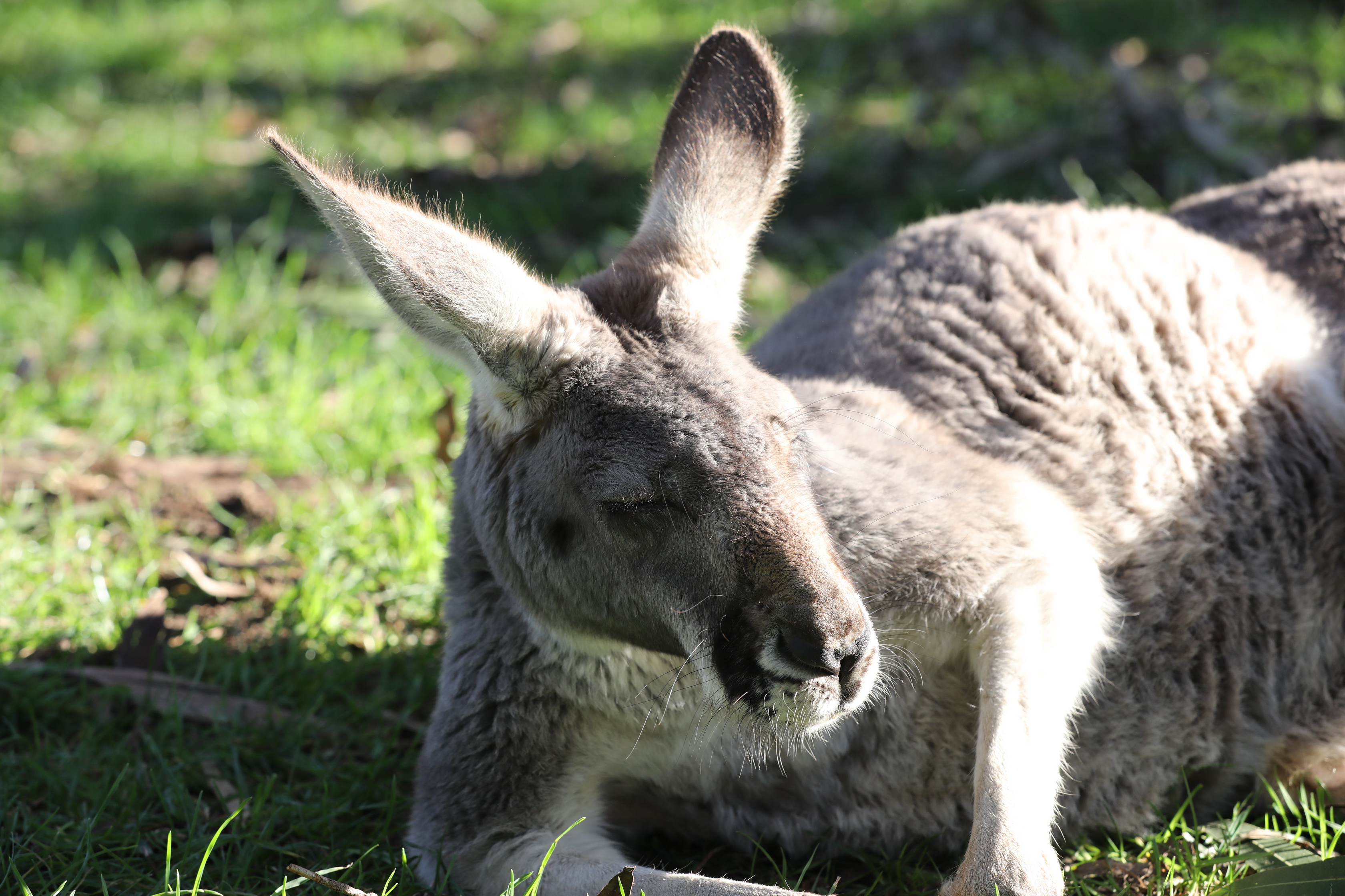 Cleland Wildlife Park